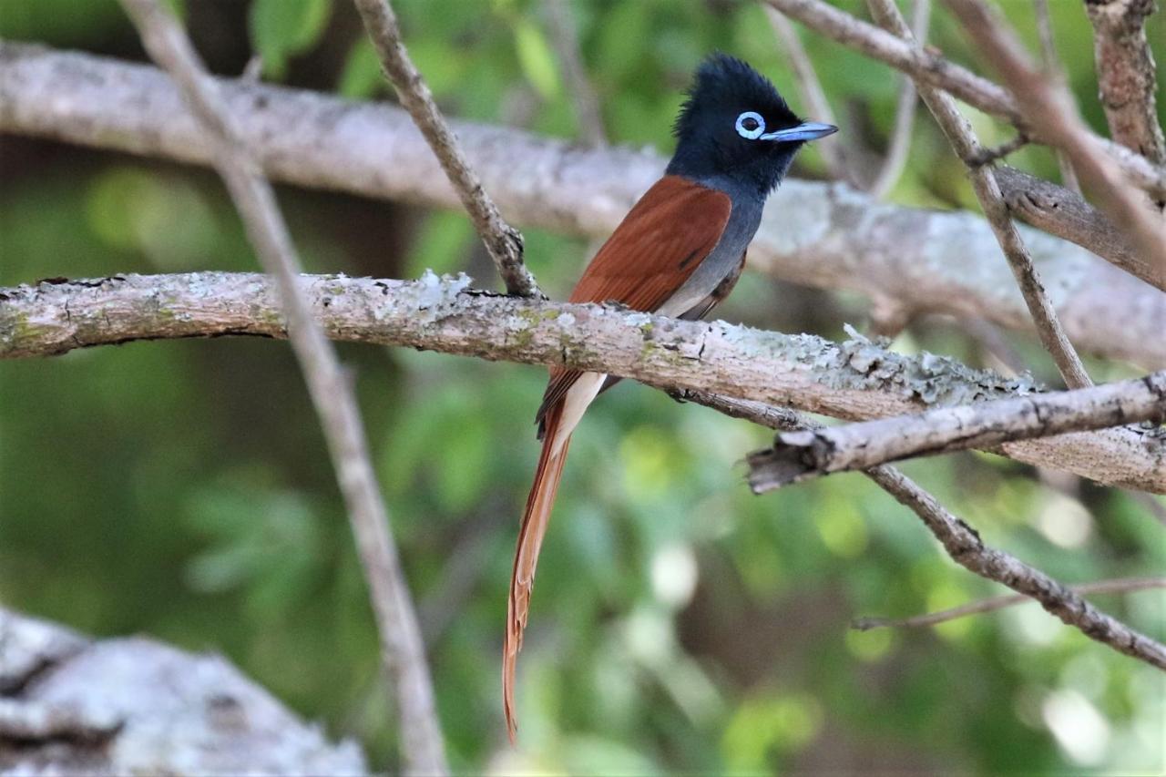 ホテル Birds Babble Self Catering ネルスプロイト エクステリア 写真
