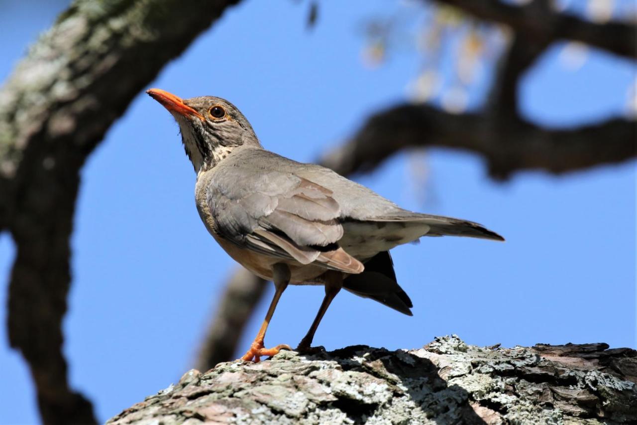 ホテル Birds Babble Self Catering ネルスプロイト エクステリア 写真
