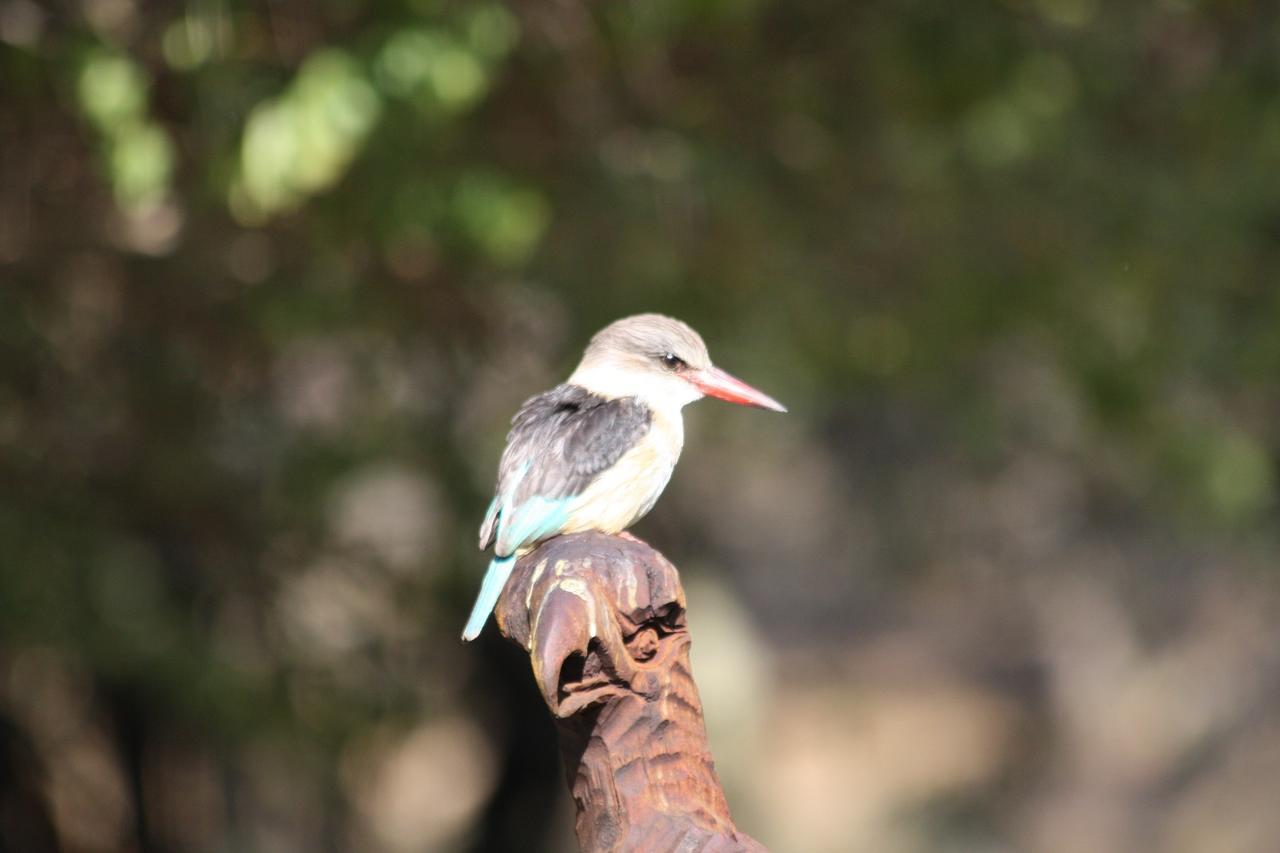 ホテル Birds Babble Self Catering ネルスプロイト エクステリア 写真